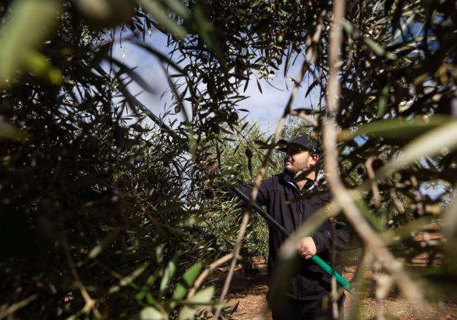 El campo garantiza trabajo en los próximos meses.