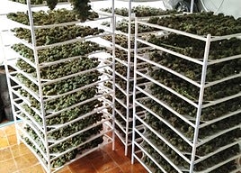 Marihuana descubierta en la operación en Loja.