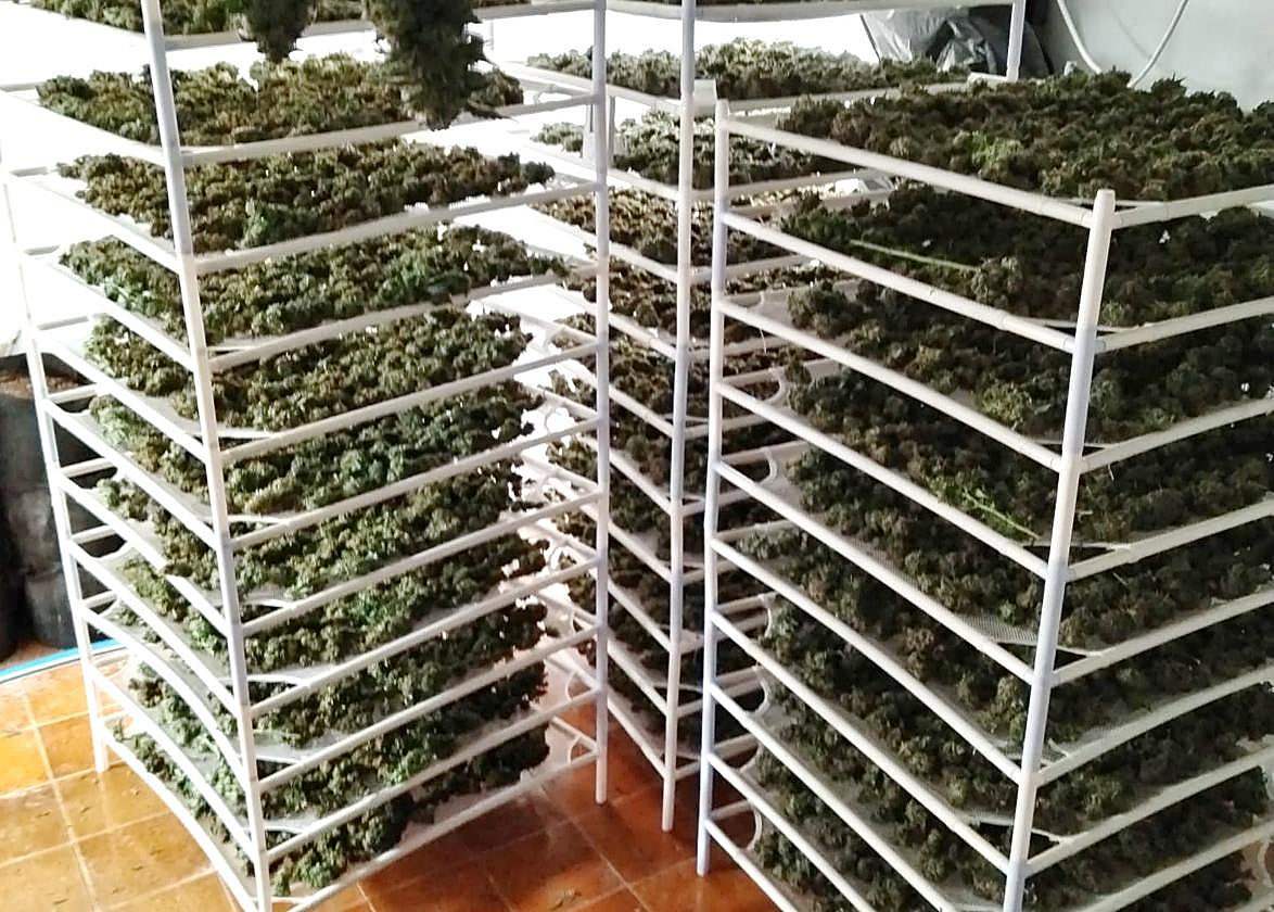 Marihuana descubierta en la operación en Loja.