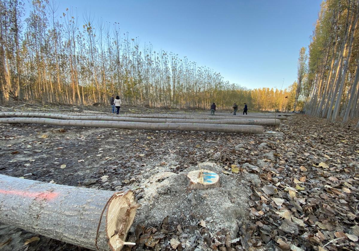 Los productores de Granada adjudican en subasta el 55% de los primeros lotes de madera de chopo con certificación en gestión forestal sostenible