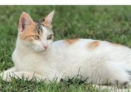 Ofrecen una recompensa por localizar a una gata perdida en Gójar