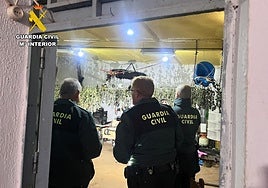 Plantas de marihuana recolectadas y en proceso de secado.