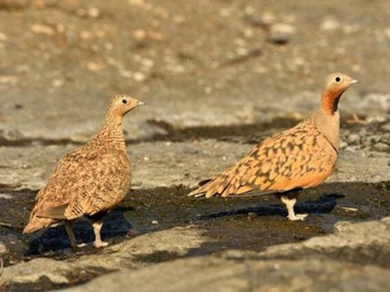 Ejemplares de ganga ortega, aves en peligro de extinción.