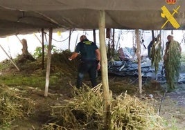 Marihuana intervenida en invernaderos de Gérgal