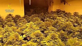 Desmantelan nueve centros de producción en Pozo Alcón: 2.005 plantas de marihuana y tres detenidos