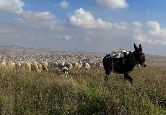 El burro Problemas guía al rebaño hasta su destino en Vilches.