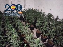 Dos detenidos tras caer una plantación 'indoor' de marihuana en una vivienda de Granada