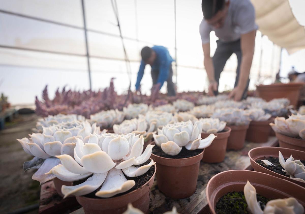 Los alumnos trabajan en el taller de jardinería como una de las actividades terapéuticas para su reinserción laboral.