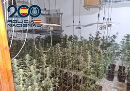 Plantación de marihuana intervenida en Granada.