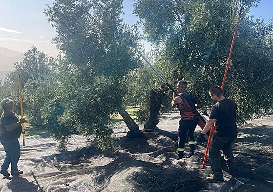 Aceituneros en un tajo jienense.