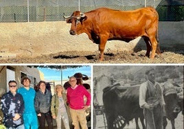 Arriba, ejemplar de vaca murciano-levantina; abajo a la izquierda, Paco, con miembros del Colegio de Veterinarios y Avamur; y, a la derecha, Diego 'El Platero', de Macael, último carretero de las canteras hasta 1968.