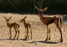 Hembra de gacela cuvier con mellizos.
