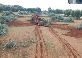 Tala de olivos para la construcción de la planta solar.