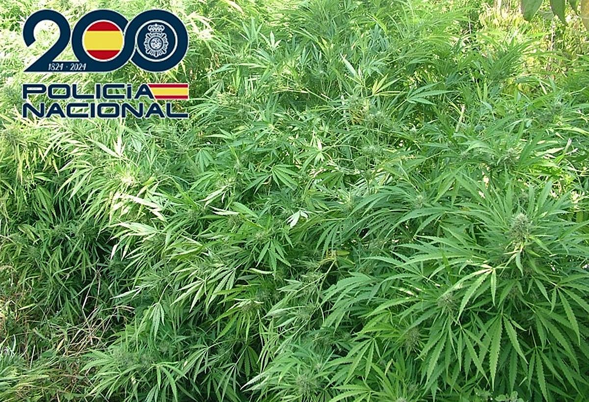 Marihuana incautada.