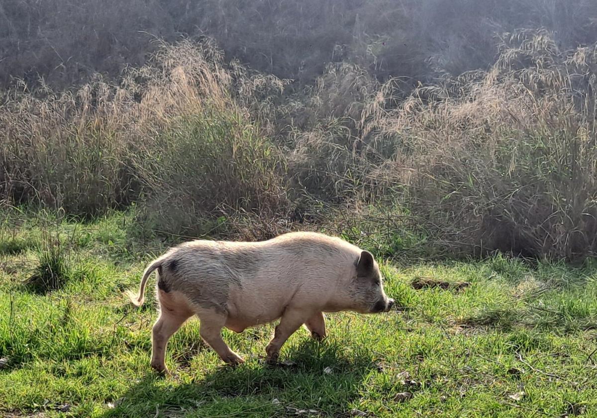 Ejemplear de cerdo visto en la Fuente de la Bicha.