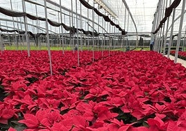 En Figueplant se han comercializado más de 250.000 ejemplares de Poinsettia sólo esta Navidad.
