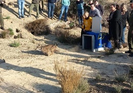 Promueven una nueva área de presencia para el lince ibérico en Sierra María