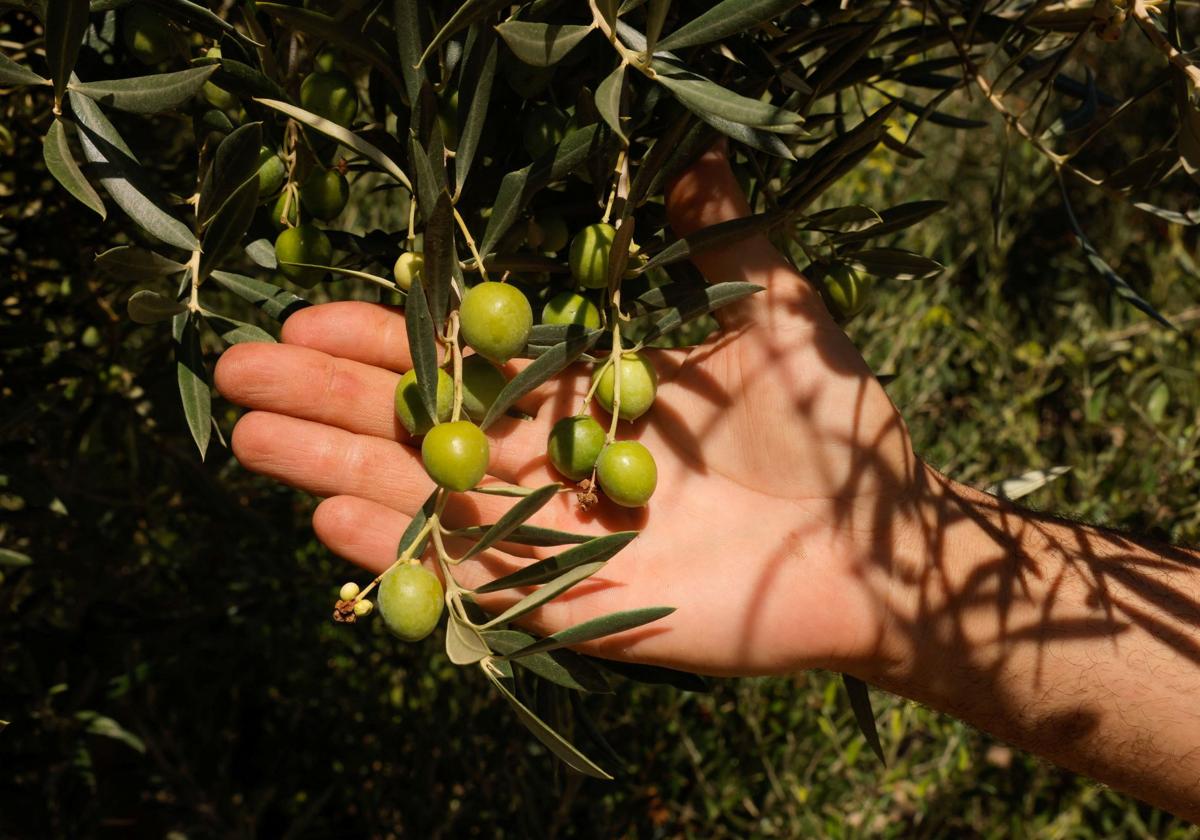 Aceituna en un campo andaluz.