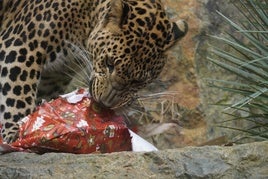 Los peques prepararán el menú de Noche Vieja para los animales de Biopark