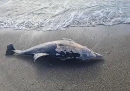 Delfín hallado muerto en Playa Granada