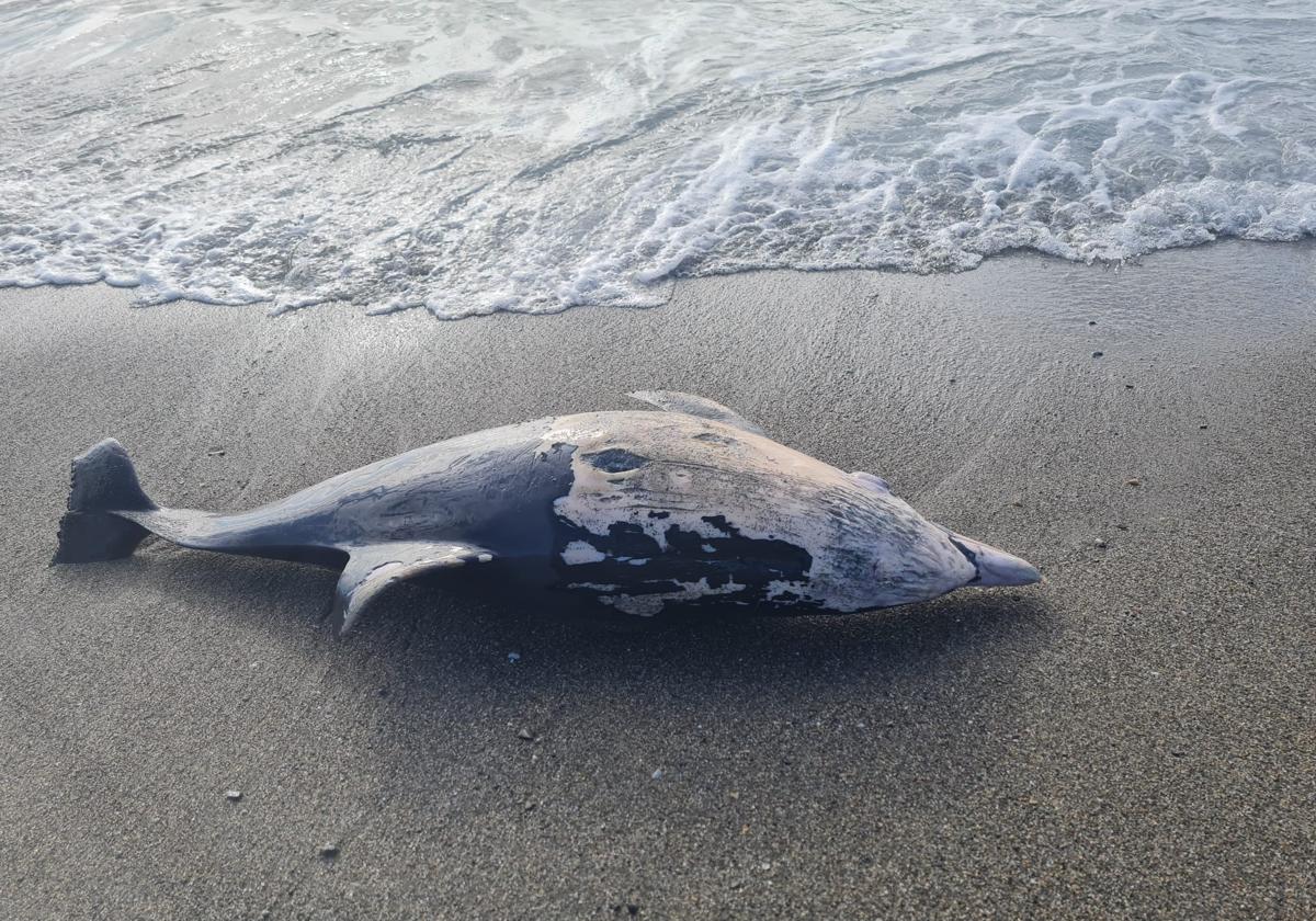 Delfín hallado muerto en Playa Granada