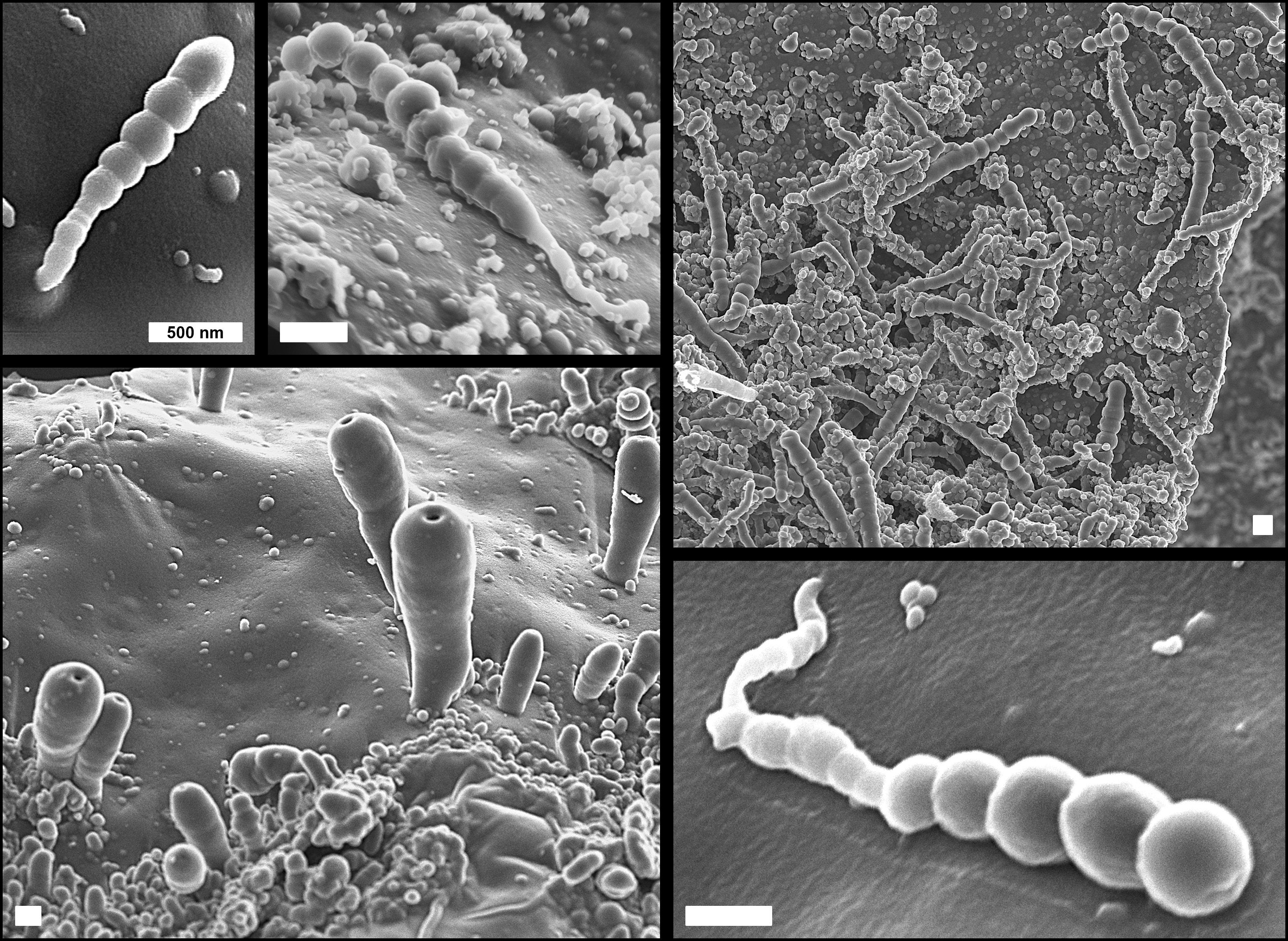 Protocélulas biomiméticas microscópicas en un experimento tipo Miller.