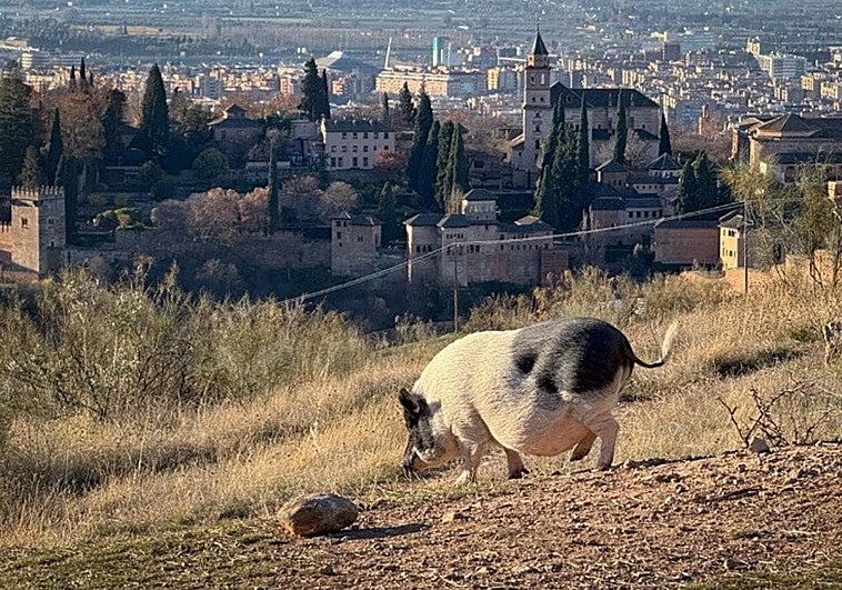 La vida es una cerda y el tiempo, inexpugnable