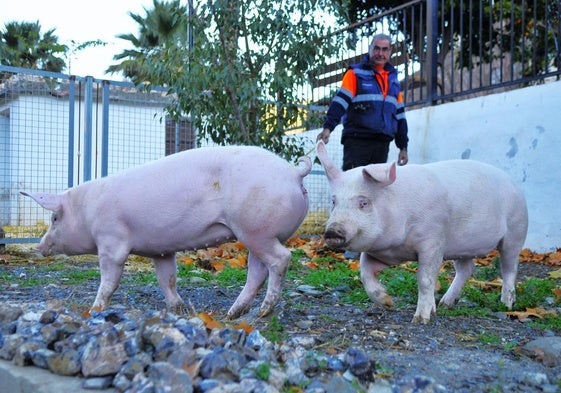 Los dos marranicos de San Antón en Torvizcón, al lado de un operario del Ayuntamiento