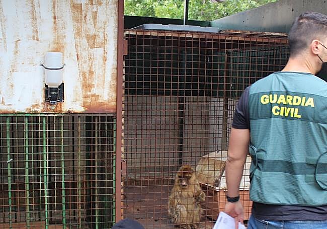 Los monos se encontraban en jaulas separadas en lamentables condiciones.