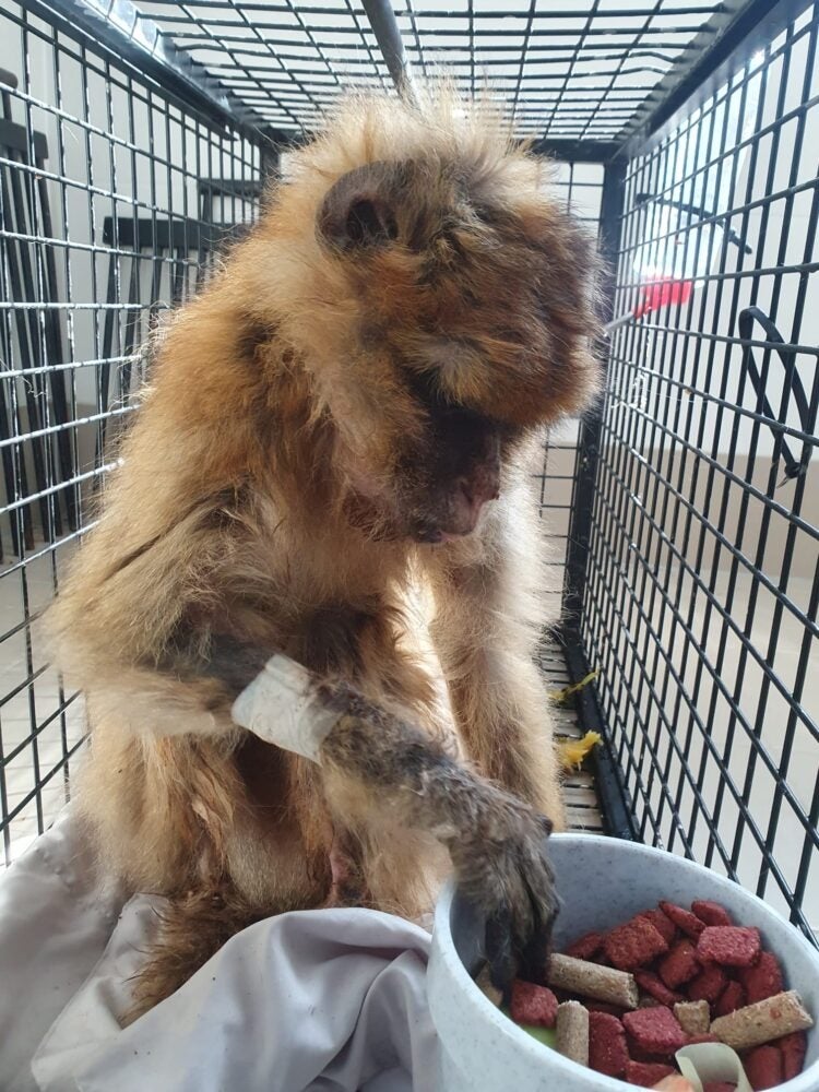 Lori, la hembra fallecida, en sus primeros días en AAP.