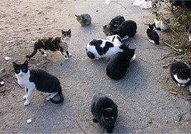 Pacma denuncia la agresión a un hombre de 70 años que cuidaba una colonia felina