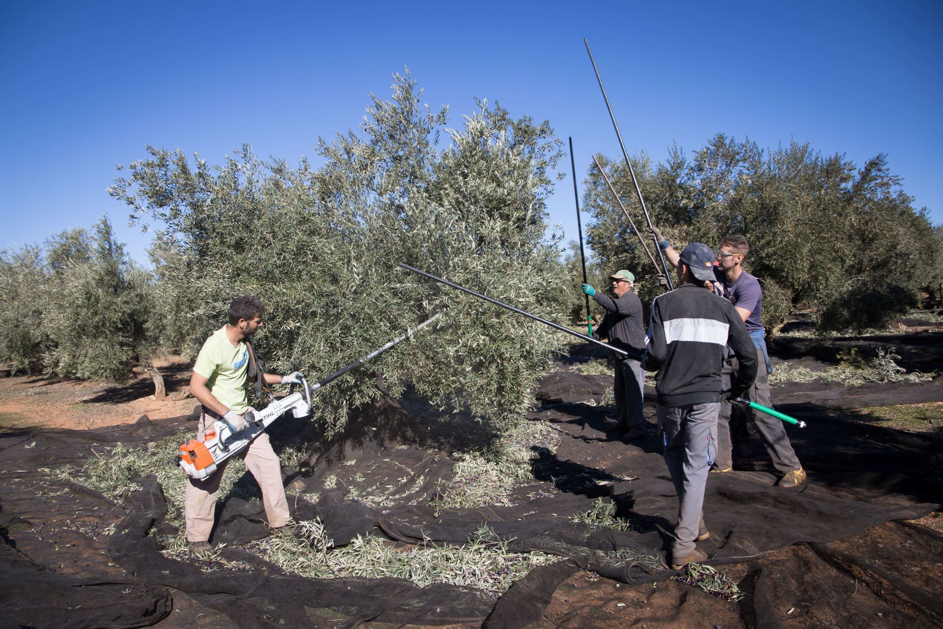 Trabajadores en una finca de aceituna de Iznalloz, en una imagen de archivo.