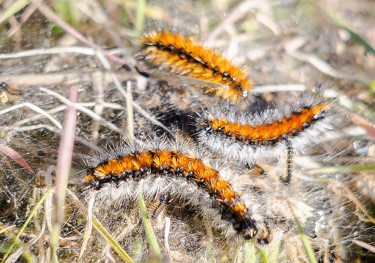 José Carlos Ávila muestra las orugas en un olivar de la Dehesa del Generalife.