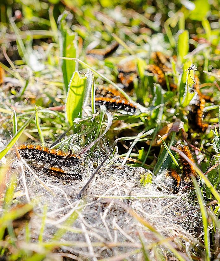 Imagen secundaria 2 - Arriba, un grupo de orugas peludas. 'Telarañas' donde se crían entre los olivos de la Dehesa del Generalife 