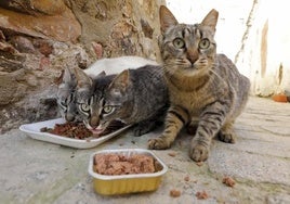 Imagen de archivo de varios gatos alimentándose en la calle.