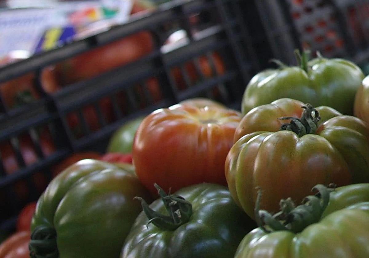 Coag denunciará por fraude fiscal a los importadores de tomate marroquí