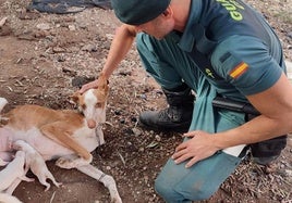 Investigado por abandonar seis cachorros en el interior de un saco de pienso en Almería