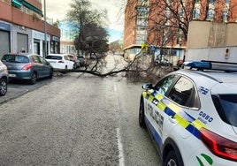 Árbol caído en la calle Félix Rodríguez de la Fuente.