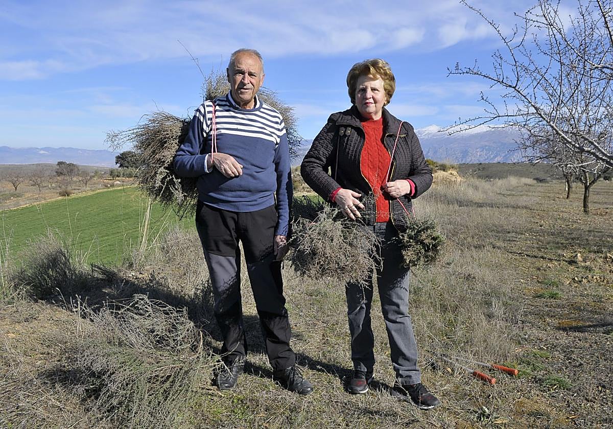 Plácido Lázaro y su mujer María Amelia Villanueva en su finca de Padul recogiendo plantas aromáticas.