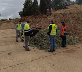 Investigadores de la UGR trabajan en un proyecto que mejora el aprovechamiento del olivar para conseguir abono natural