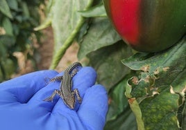 Investigan el uso de reptiles en invernaderos de Almería para optimizar el control biológico de plagas