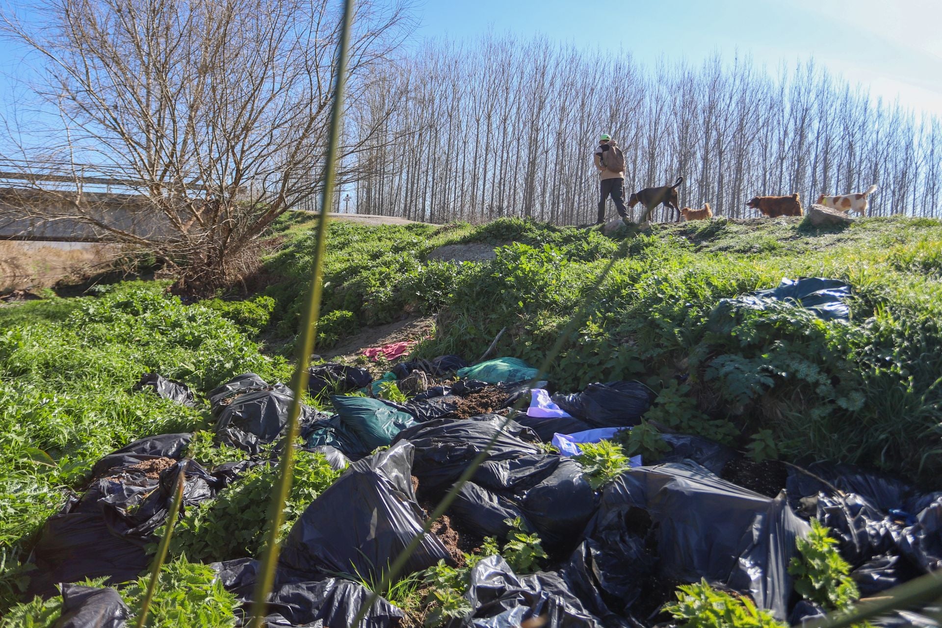 Recorrido por la marihuana arrojada en el río de Fuente Vaqueros