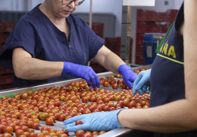 Trabajadoras de Grupo La Caña manipulando cherry.