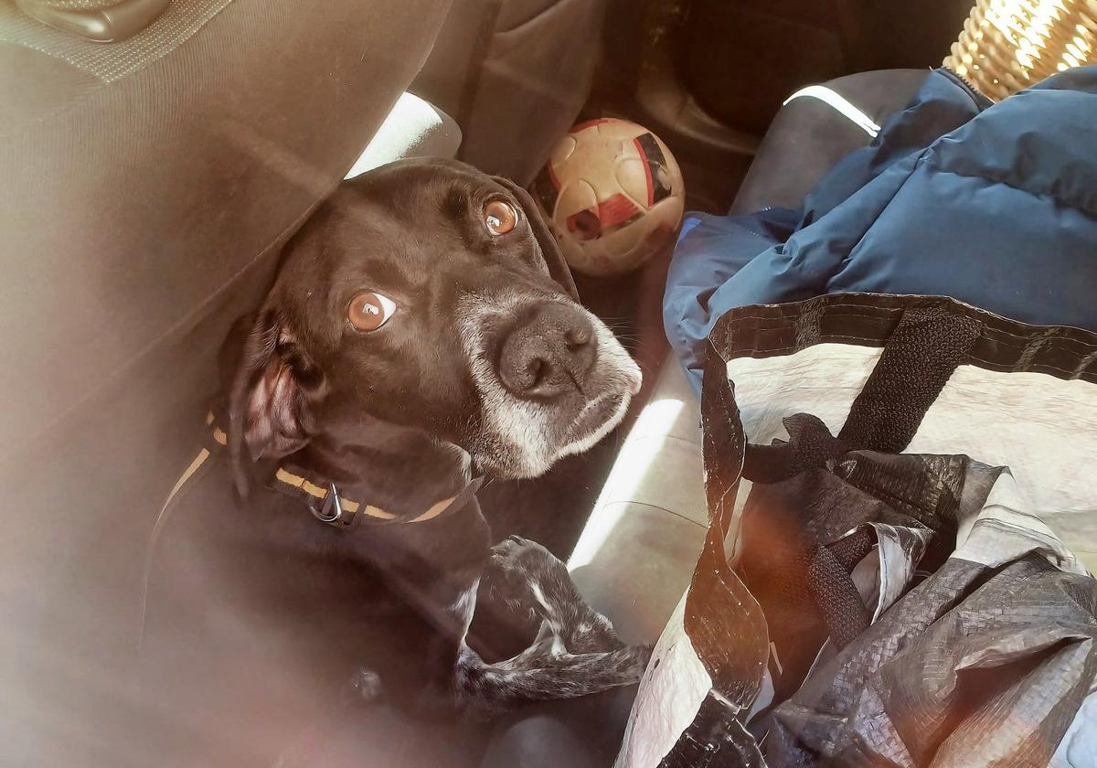 Un perro encerrado en un coche.