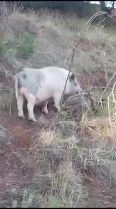 Un cerdo, avistado en las inmediaciones del cementerio de Huétor Vega