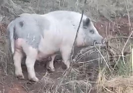 Cerdo en los alrededores del cementerio de Huétor Vega.