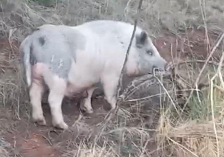Cerdo en los alrededores del cementerio de Huétor Vega.