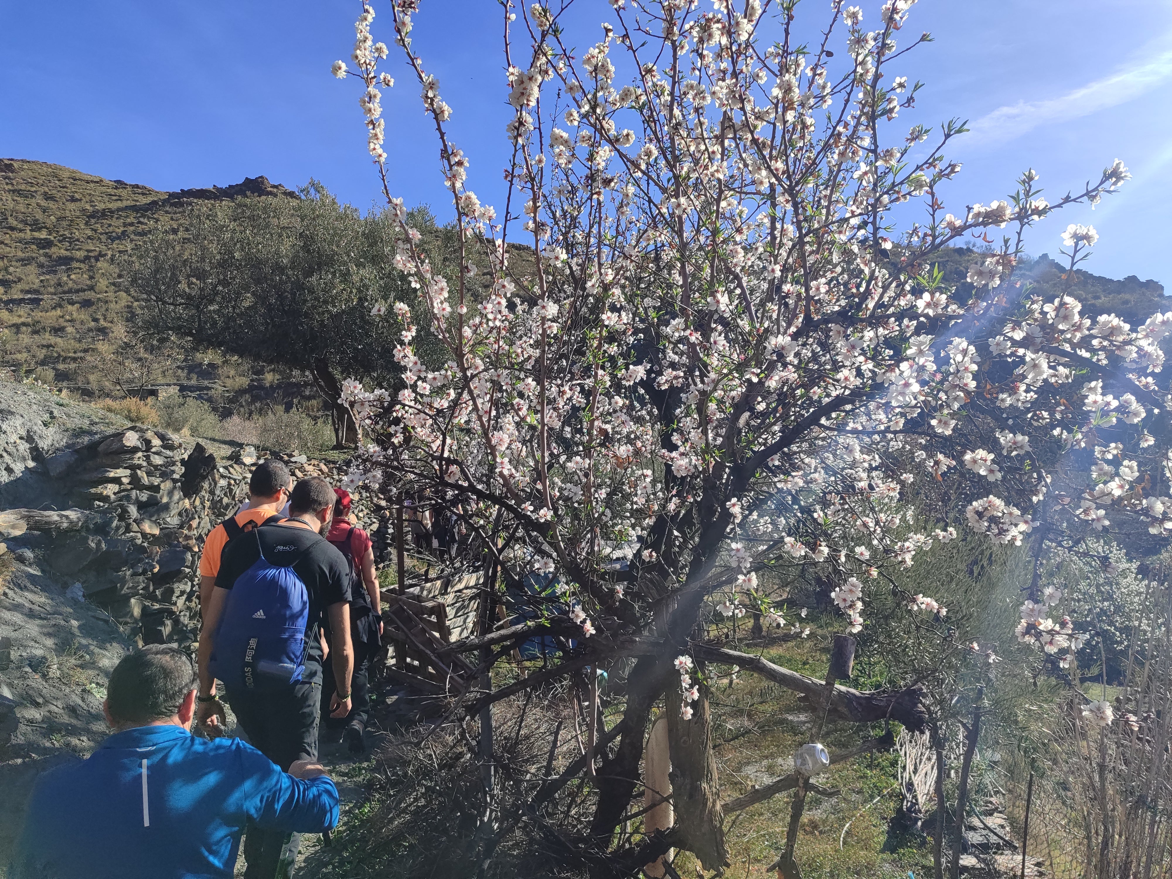 Velefique disfruta en familia de la ruta de almendros en flor