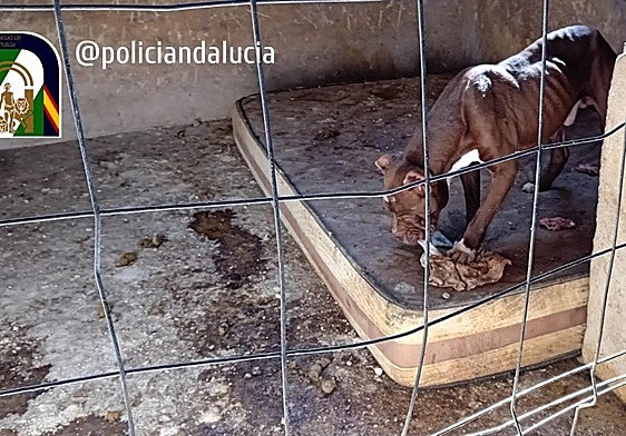 Deja a 23 perros abandonados en una nave de Granada sin comer y en condiciones «deplorables»