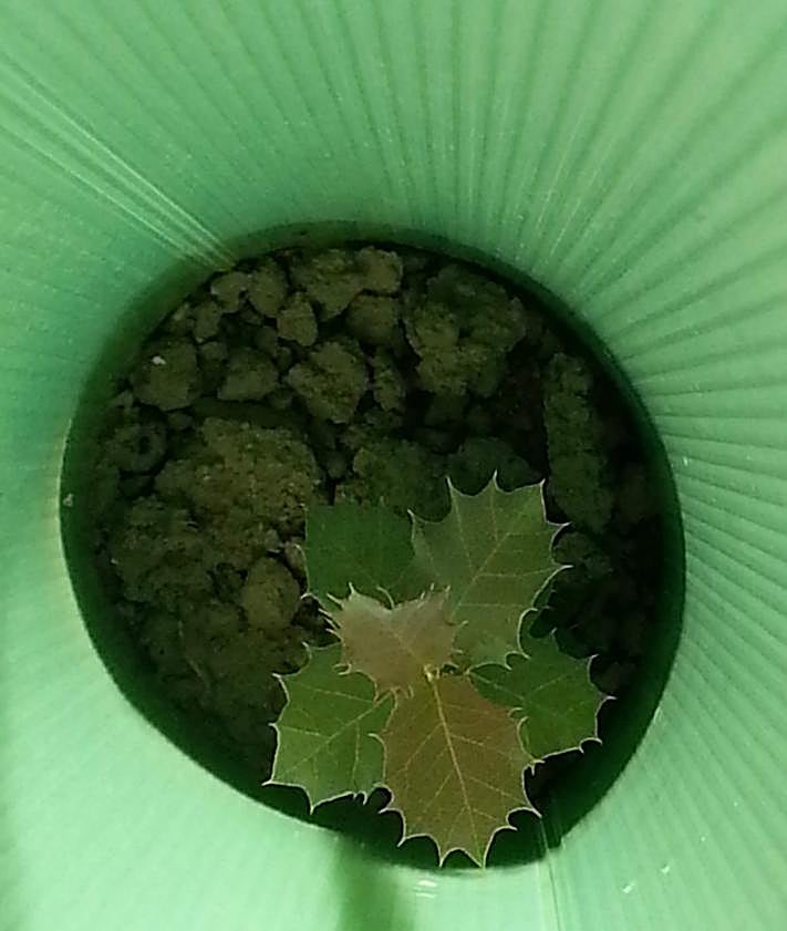 Imagen secundaria 2 - Imágenes de la investigación desarrollada en el Ifapa Camino de Purchil.